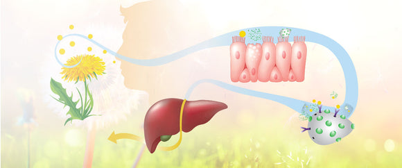 Standard Process Allergy Guide